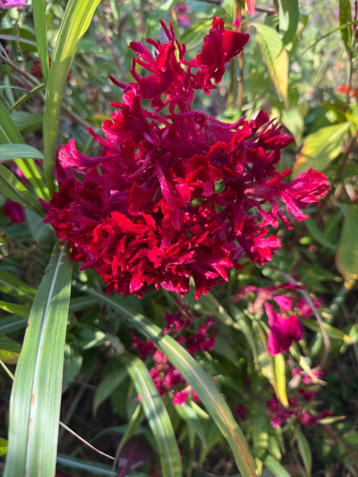 Mix of celosia cockscomb seed. At least 1,000 seeds dried. Several varieties