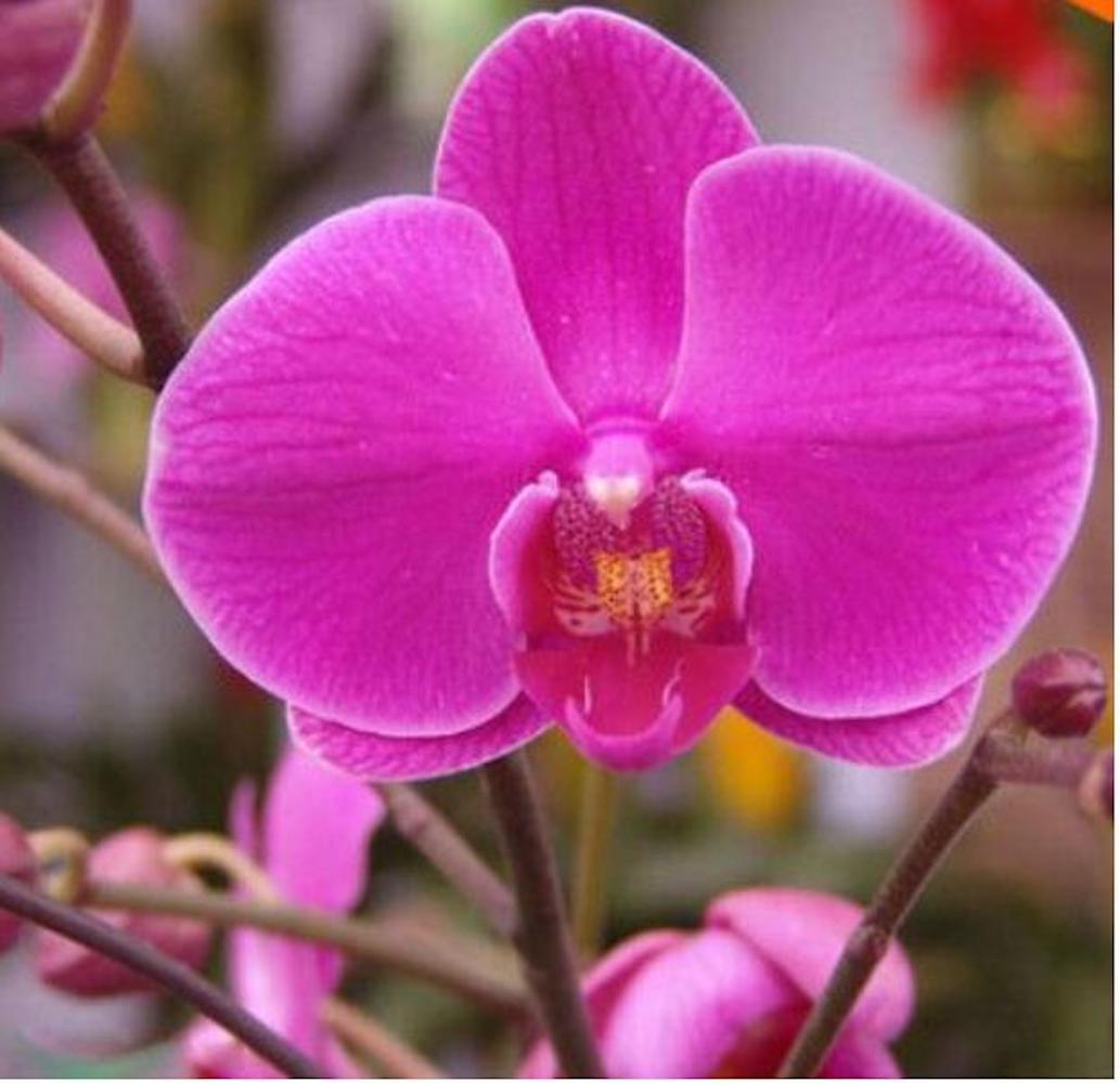 25pc ORCHID SEEDS Garden Plant Flower bloom rare exotic USA seller FREE shipping