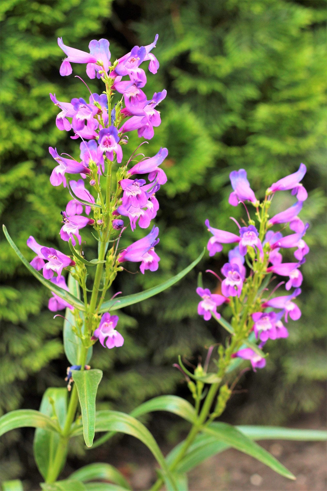 250 NATIVE MIX Beardtongue PENSTEMON Grandiflorus Strictus Cobaea + Flower Seeds