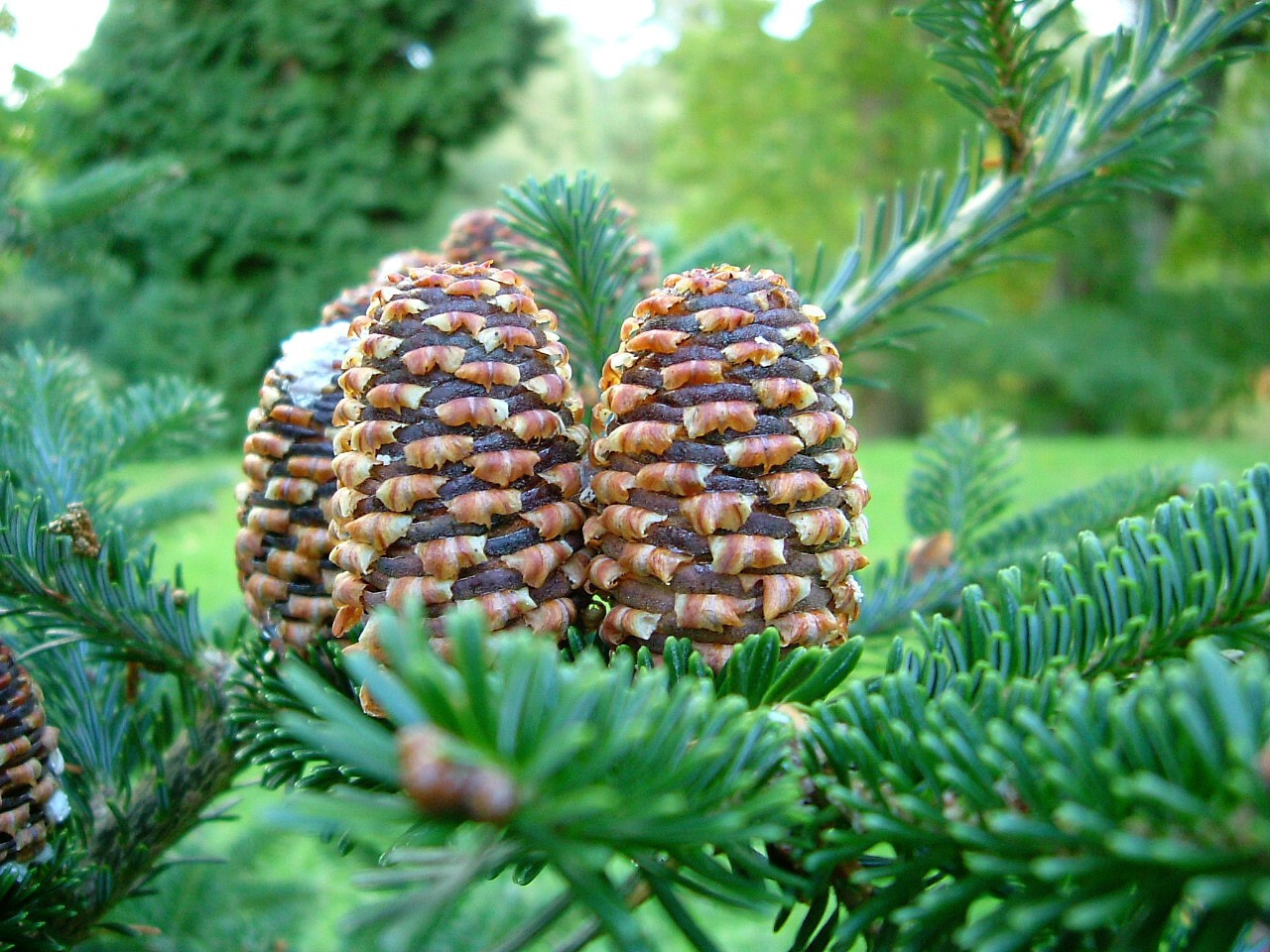 20 FRASER FIR Tree Abies Fraseri Christmas Tree Southern Balsam Fir Native Seeds