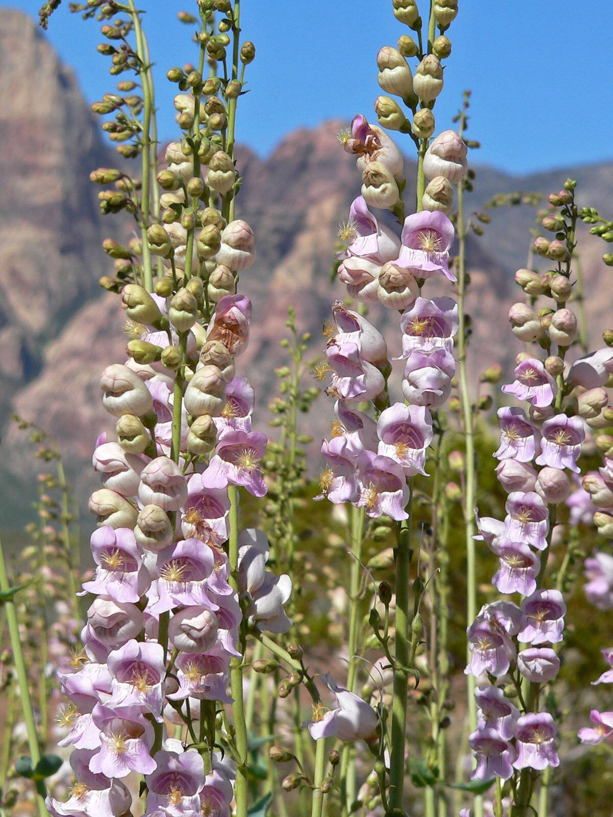 250 NATIVE MIX Beardtongue PENSTEMON Grandiflorus Strictus Cobaea + Flower Seeds