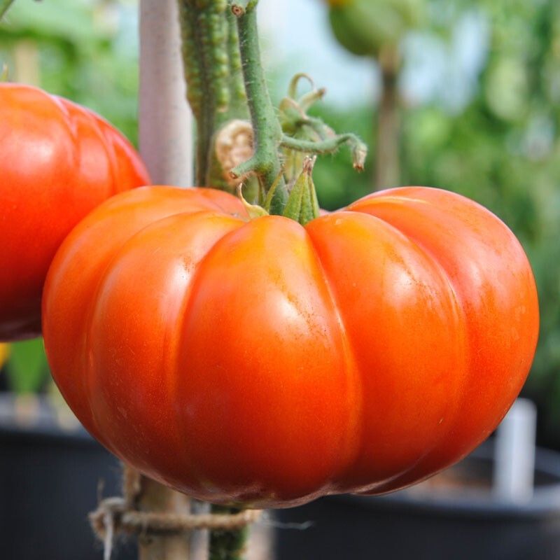 Cuostralee Tomato Seeds | Heirloom | Organic