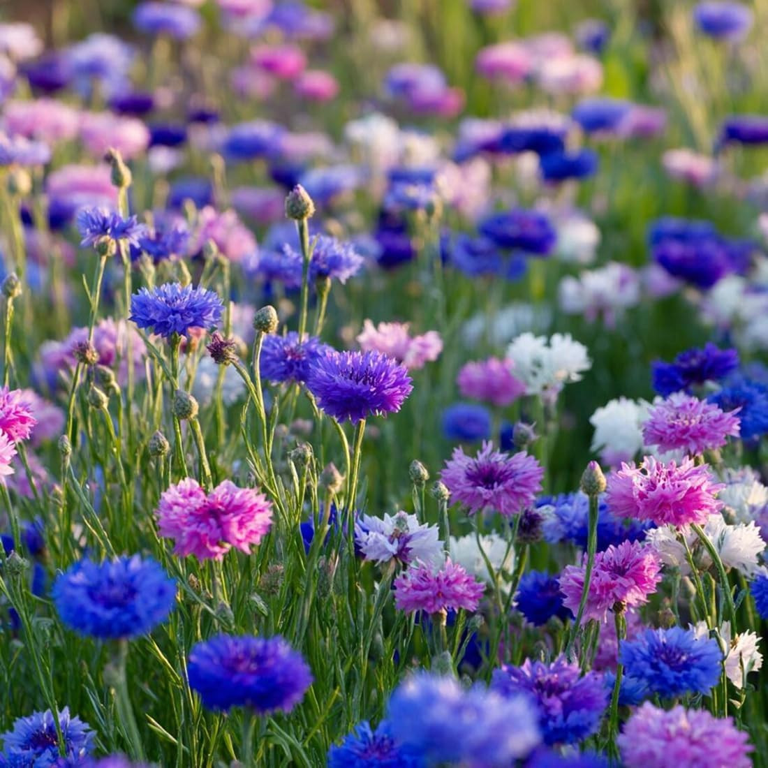 100Pcs Cornflower Bachelor Button Seeds