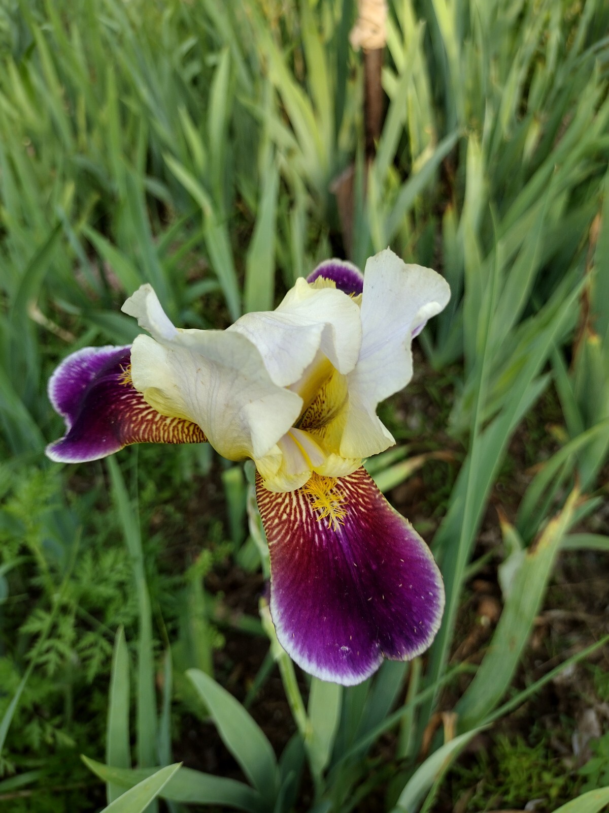 6x FRESH MIXED VARIETIES/COLORS BEARDED IRIS Bulbs/Rhizomes FRESH