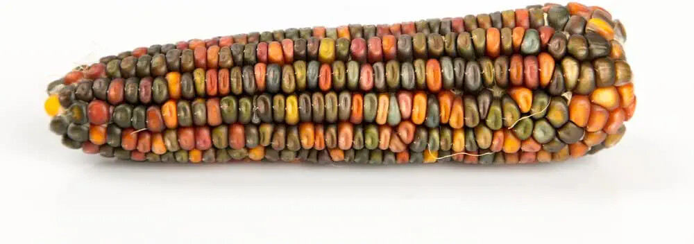 100 Earth Tones Dent Corn Seeds for Planting