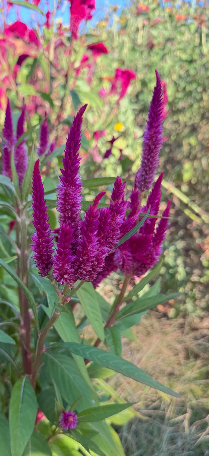 Mix of celosia cockscomb seed. At least 1,000 seeds dried. Several varieties