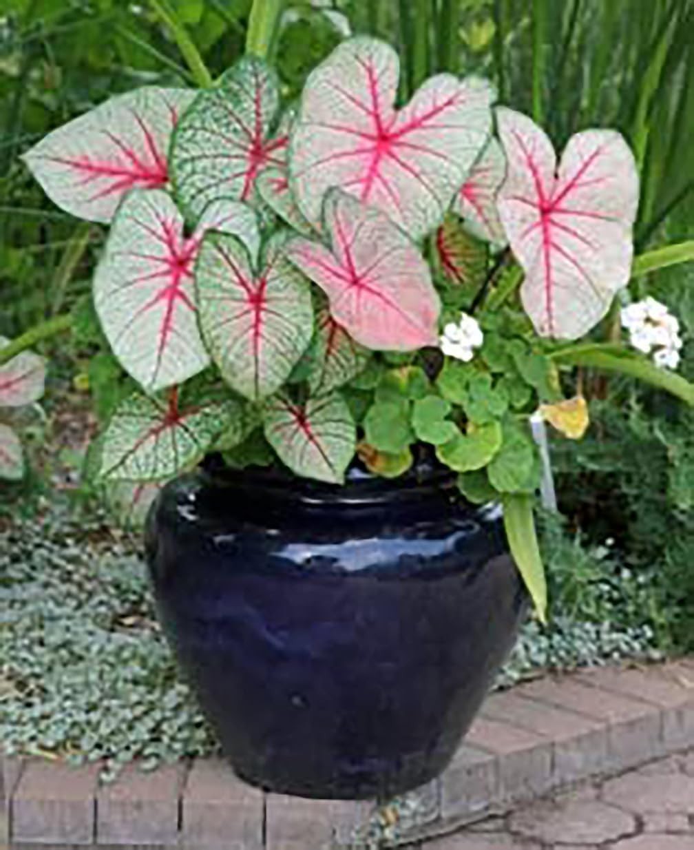 Elegant Dwarf Candidum Jr. Caladium Bulbs for Gardens & Pots – Low Maintenance