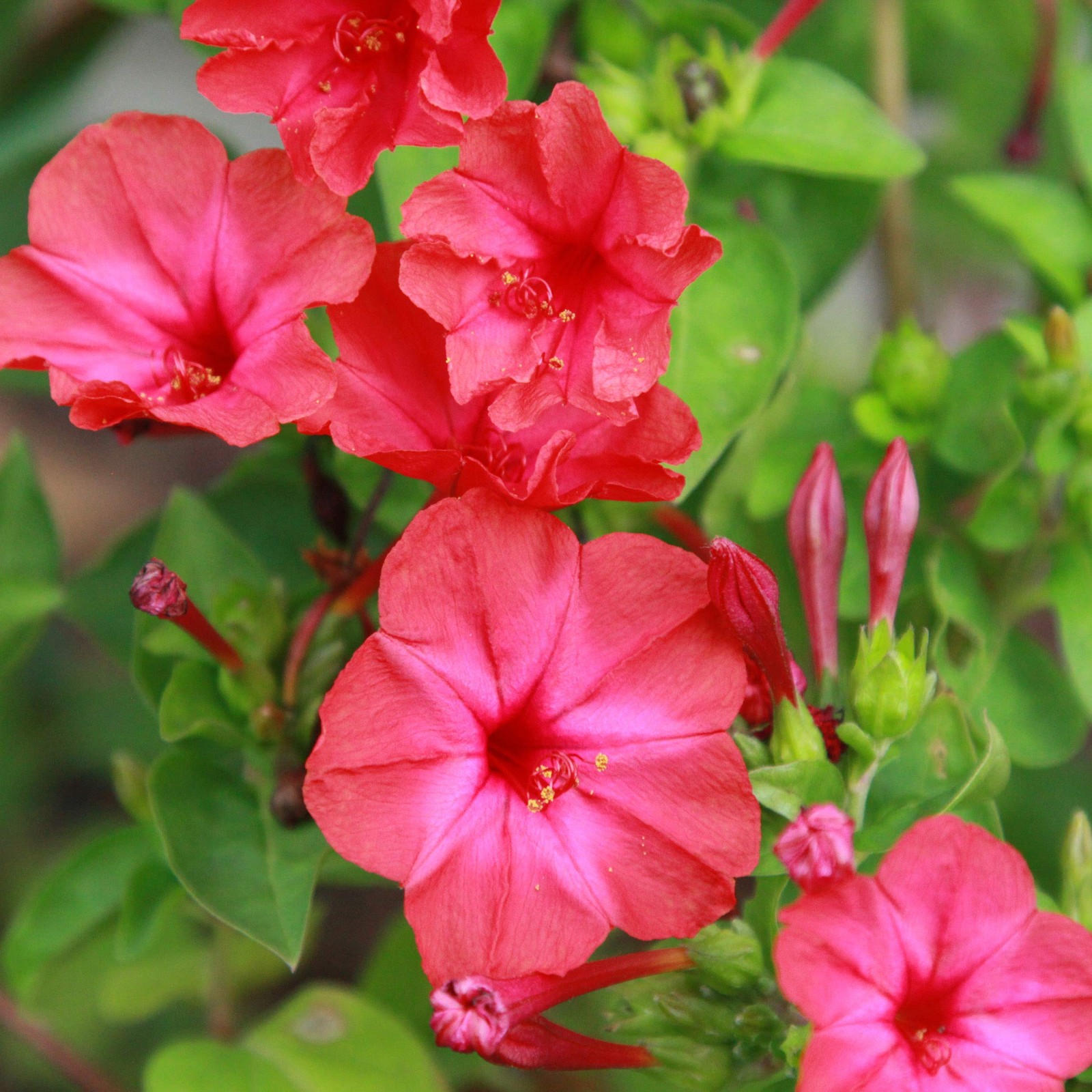 Red Four O’clock Flower Seeds – 1 lb Perennial, Fragrant, Deer-Proof Blooms