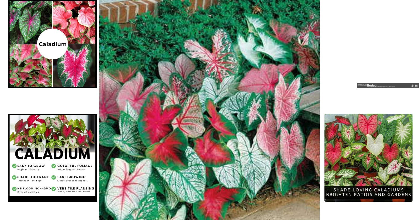 Vibrant Heart-Shaped Caladium Bulbs – 10 Count for Colorful Gardens & Indoors