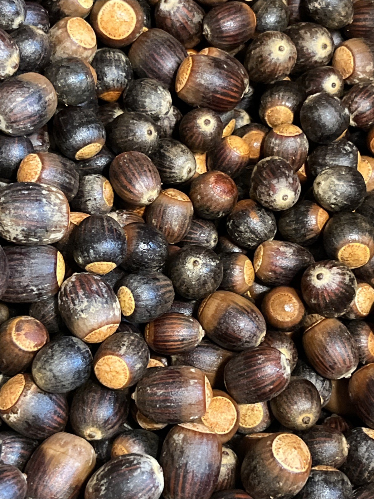 200 Oak Acorns Float Tested Seeds Squirrel Deer Feed Wildlife or Crafts 2025