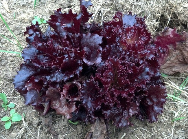 2,000 Lettuce Seeds Ruby Red Leaf Lettuce Seeds GARDEN STARTS NURSERY