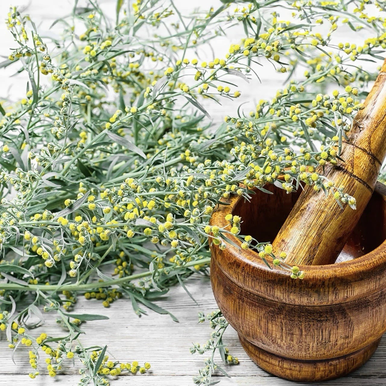 3000 Wormwood (Artemisia Absinthium) Perennial herb GARDEN, NON-GMO USA Seller