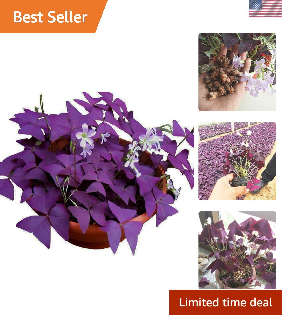 Gorgeous Purple Shamrock Bulbs – 10 Oxalis Triangularis for Your Garden Oasis