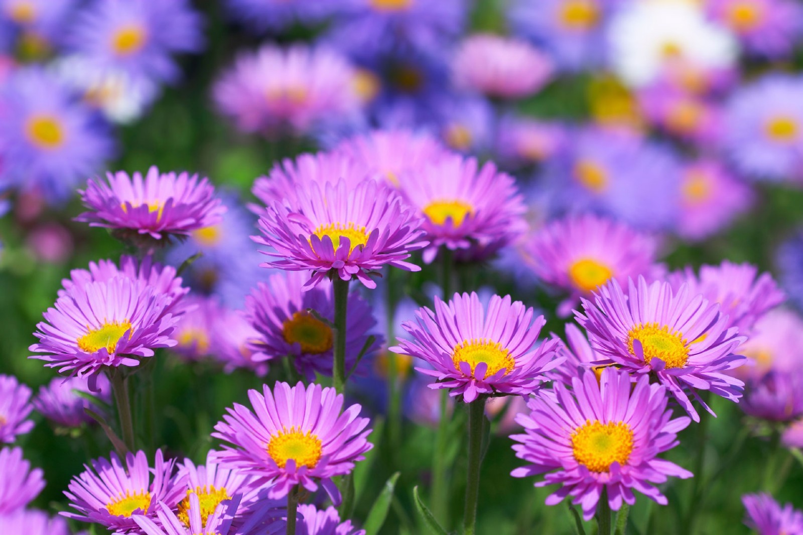 300+GIANT CALIFORNIA CHINA ASTER Mix Seeds Cut Flowers Summer Garden Container