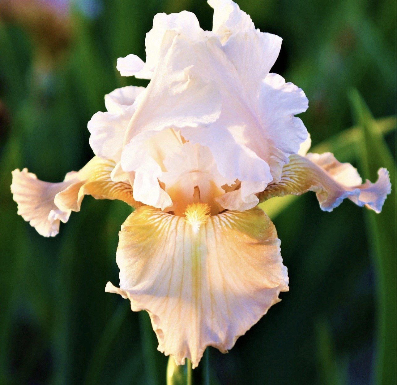 5 mixed tall bearded iris RHIZOMES