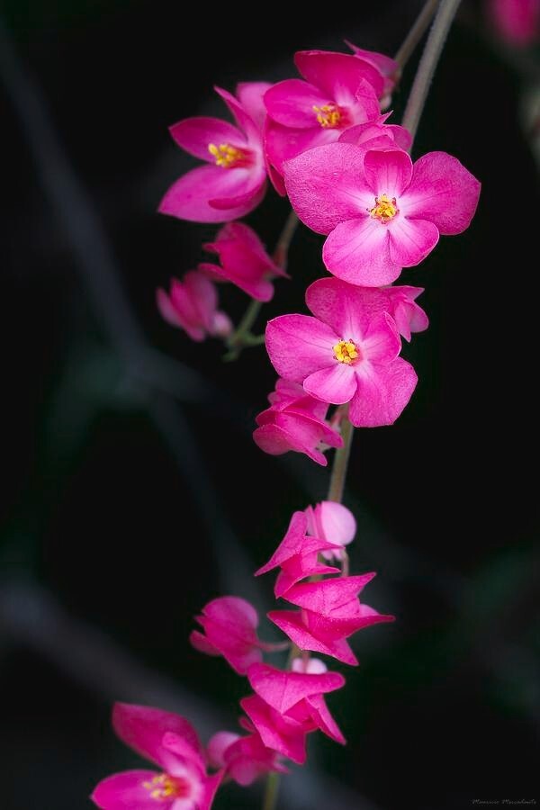 CORAL VINE SEEDS (Antigonon Leptopus) “Mexican Love Vine” Pink Flower
