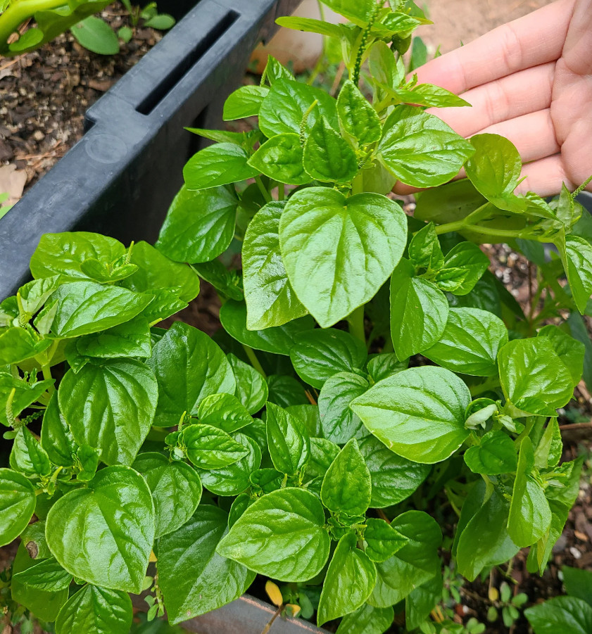 Peperomia Pellucida Seeds 0.5g – Crab Claw Vegetable – Rau Cang Cua