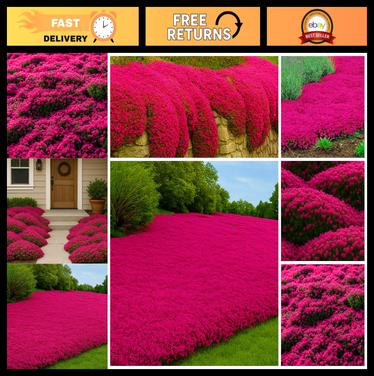 22500+ Creeping Thyme Seeds – Perennial Ground Cover, Heirloom Thymus Serpyllum