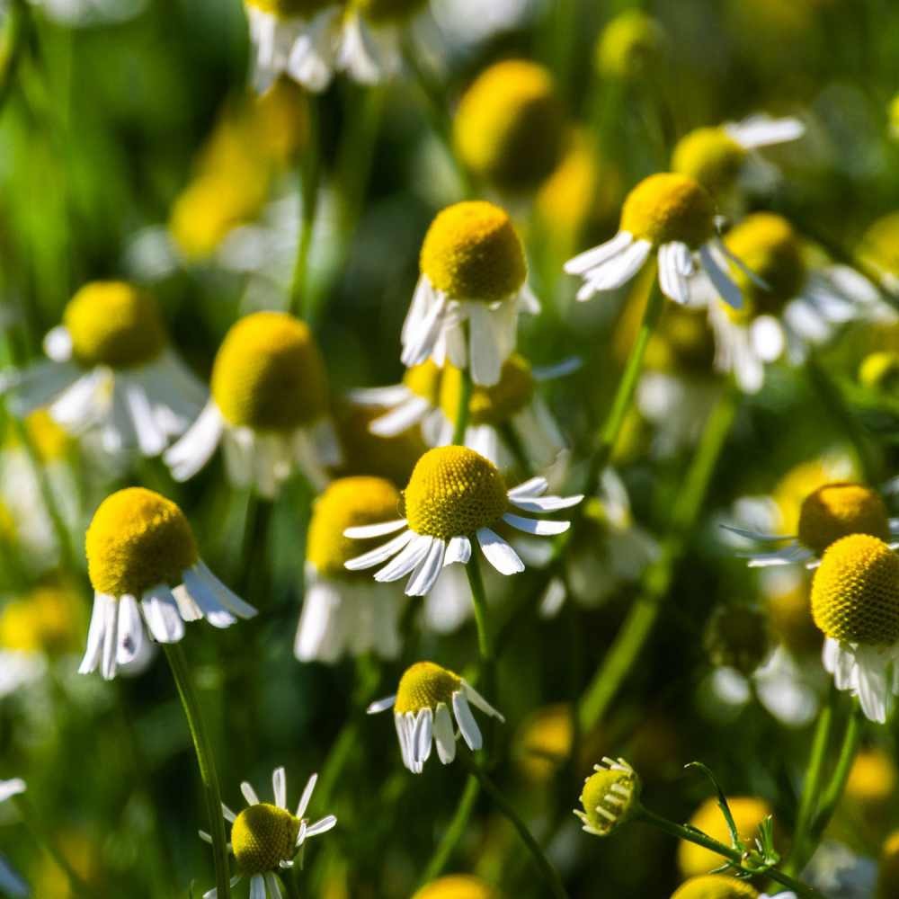 5000 Seeds Chamomile Seeds – German Chamomile Herb Seed