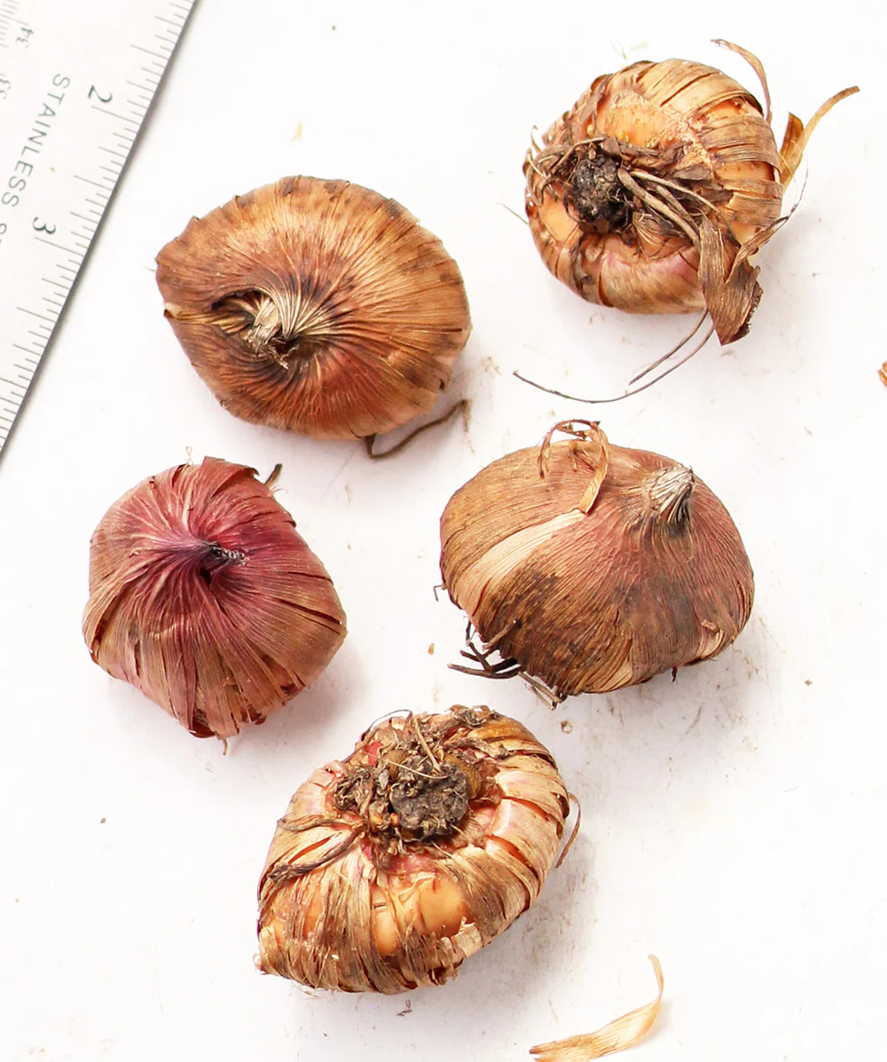 Manhattan Gladiolus – 5 bulbs