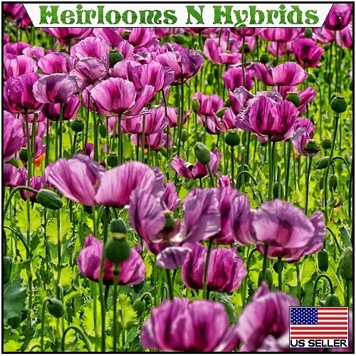 20,000+ Imported Hungarian Papever Somniferum Poppy Seeds For Organic Planting