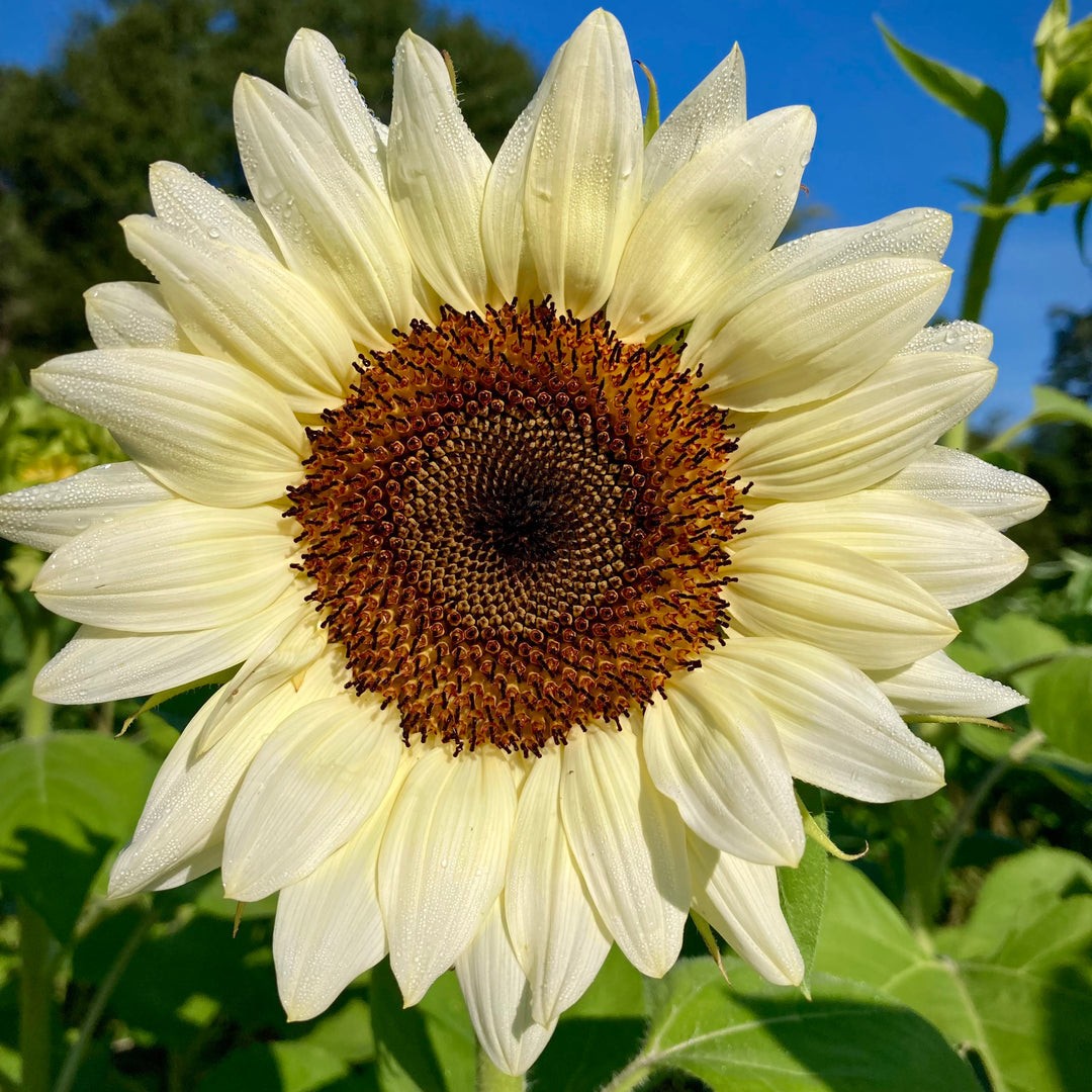 ProCut White Nite Sunflower Seeds Free Shipping!