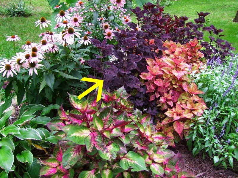 Perilla Frutescens 500 Seeds, Edible Shiso Beefsteak Herb, Vegetable Garden