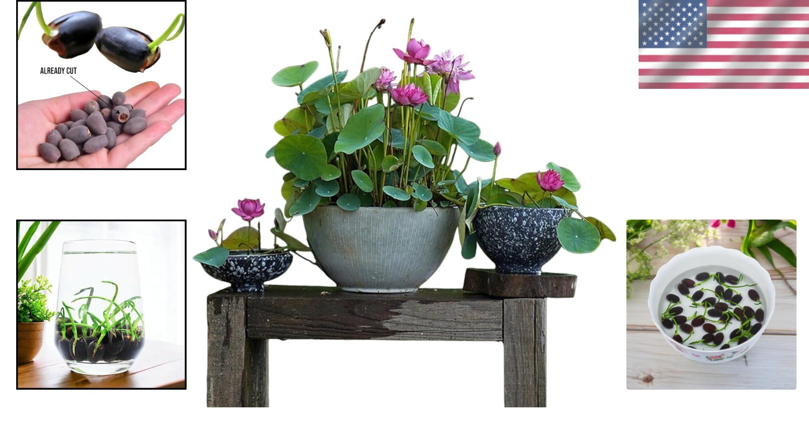 GMO-Free 12pcs Lotus Flower Seeds – High Germination for Indoor & Outdoor Beauty