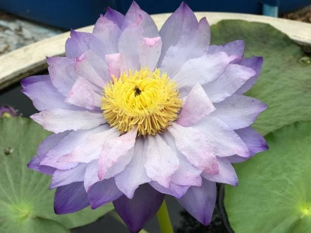 160+ Bowl Lotus Seeds for Planting – Water Lily Seeds, Non-GMO Aquatic Plant,…