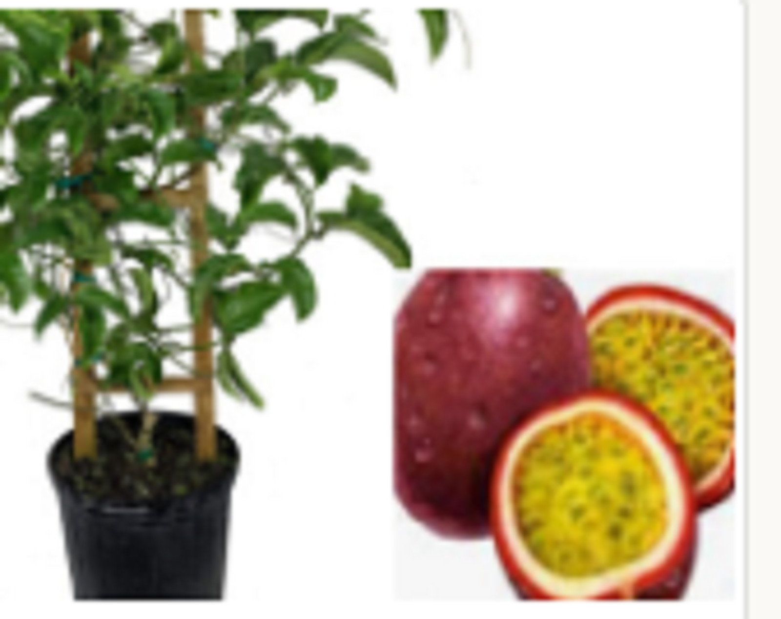RARE DWARF PASSION FRUIT plant Tree 10 SEEDS – Combined Shipping (USA seller )