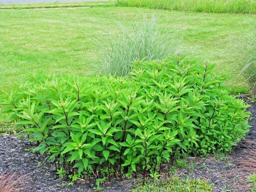 201+JOE PYE WEED Seeds Native Wildflower Vanilla Summer Flower Garden Heat Cold