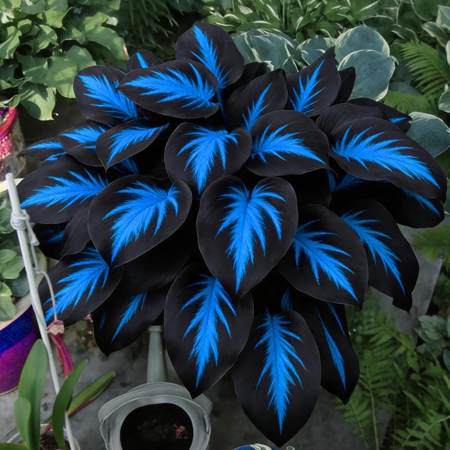 Fragrant & Hardy Hosta Seeds – 290+ Non-GMO Varieties for Outdoor Gardening