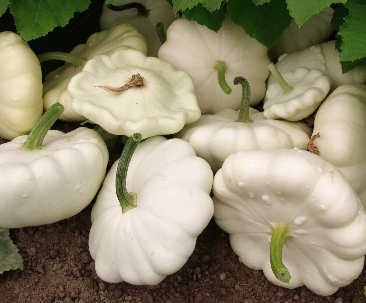 20 Newly Harvested Early White Bush Scallop Premium Summer Squash Seeds-A 65