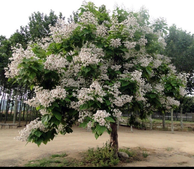 Northern Catalpa Tree Seeds (Catalpa speciosa) 200+ seeds