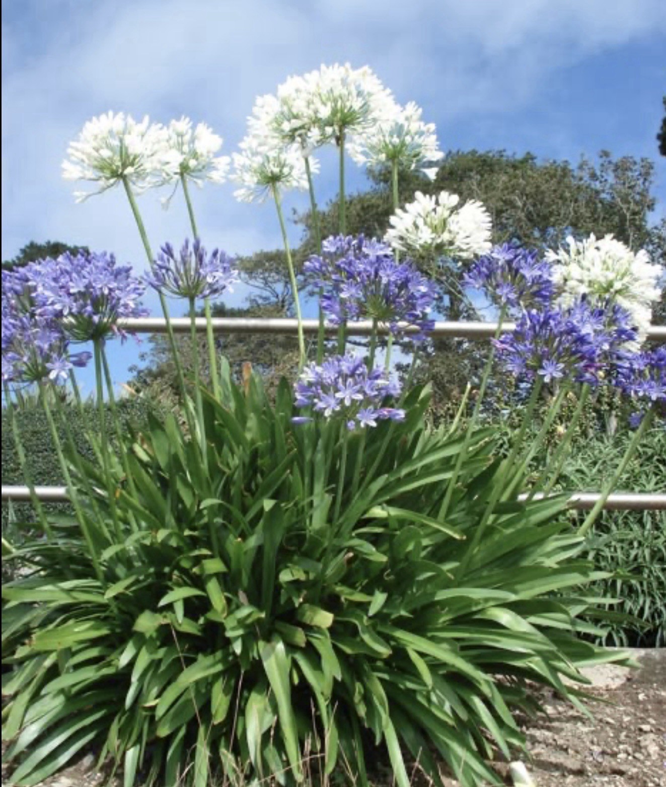 35+ AGAPANTHUS BLUE LILY OF THE NILE FLOWER SEEDS / PERENNIAL