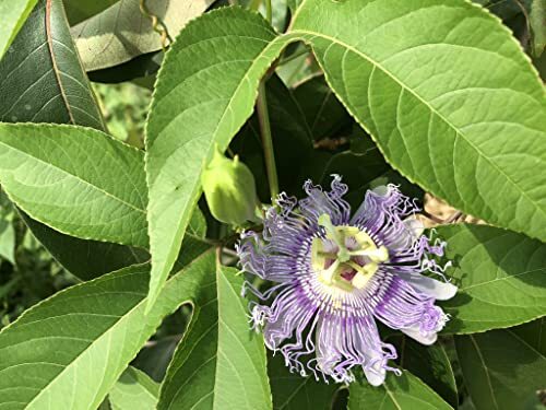 Passion Flower Seeds (Passiflora incarnata) 30 Seeds (1 Grams)