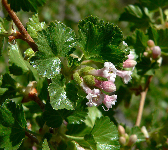 Ribes cereum | Squaw, Wax , or Western Red Currant | 10 Seeds