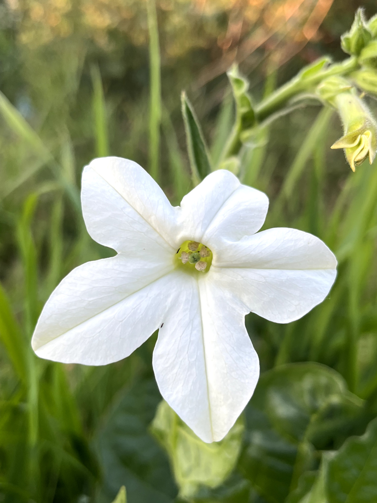 100+ Nicotiana alata Seeds – Organic ‘Jasmine Tobacco’ Seeds