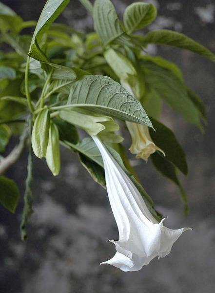 Brugmansia suaveolens arborea | Angel Trumpet | 5 Seeds