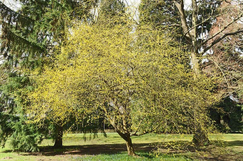 Cornelian Cherry Tree Seeds for Planting (30 Seeds) – Cornus mas