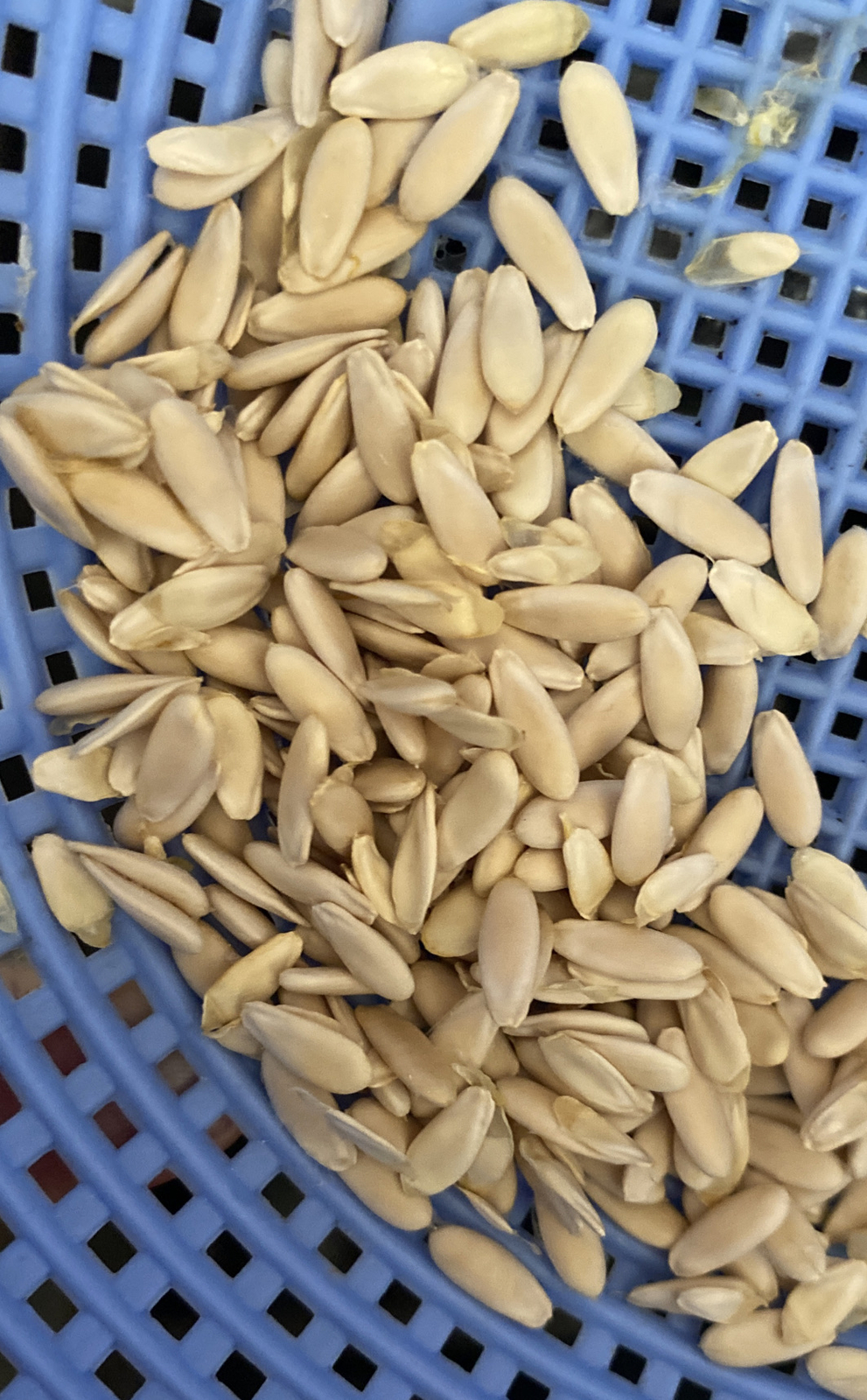hạt giống dưa gang vietnam ( 10 Hạt) -10 Seeds + Free Gift .