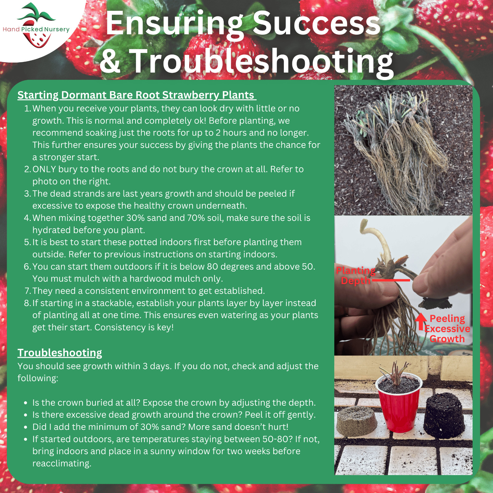 Seascape Everbearing Strawberry 10 Bare Root Plants – BEST FLAVOR