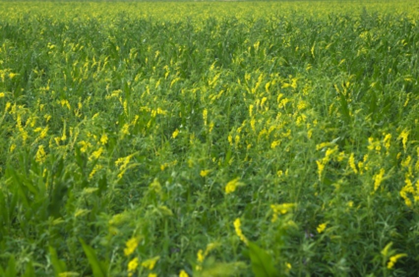 3 LB Yellow Blossom Sweet Clover Seeds Bees Wildlife Pastures Hay