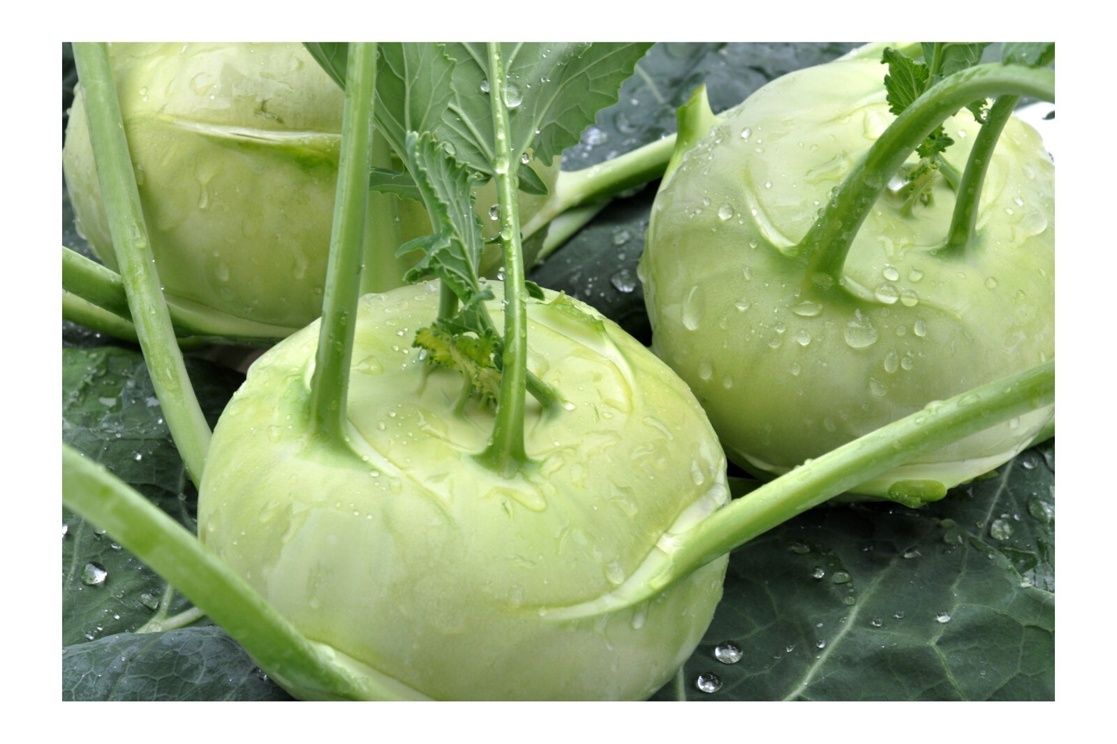 KohlRabi White Vienna-100 Seeds- – Kohl rabi -All Natural Heirloom Vegetable