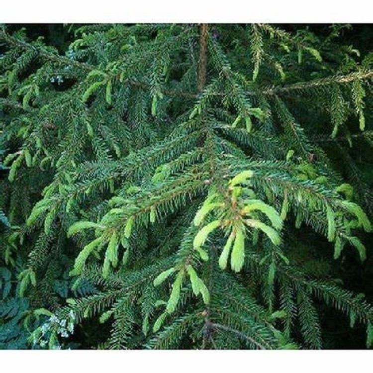 8 Korean Spruce Tree Seeds