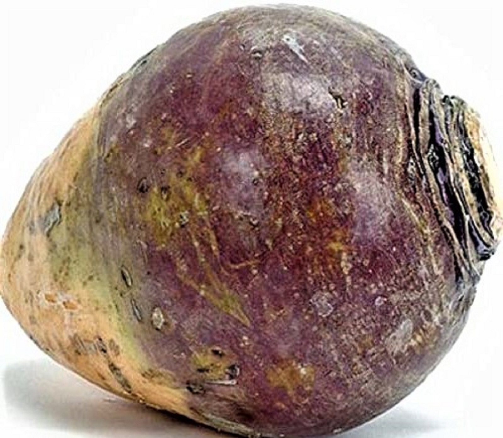 Rutabaga American Purple Top Seeds 500+ SEEDS NON-GMO -BUY 4 ITEMS FREE SHIPPING