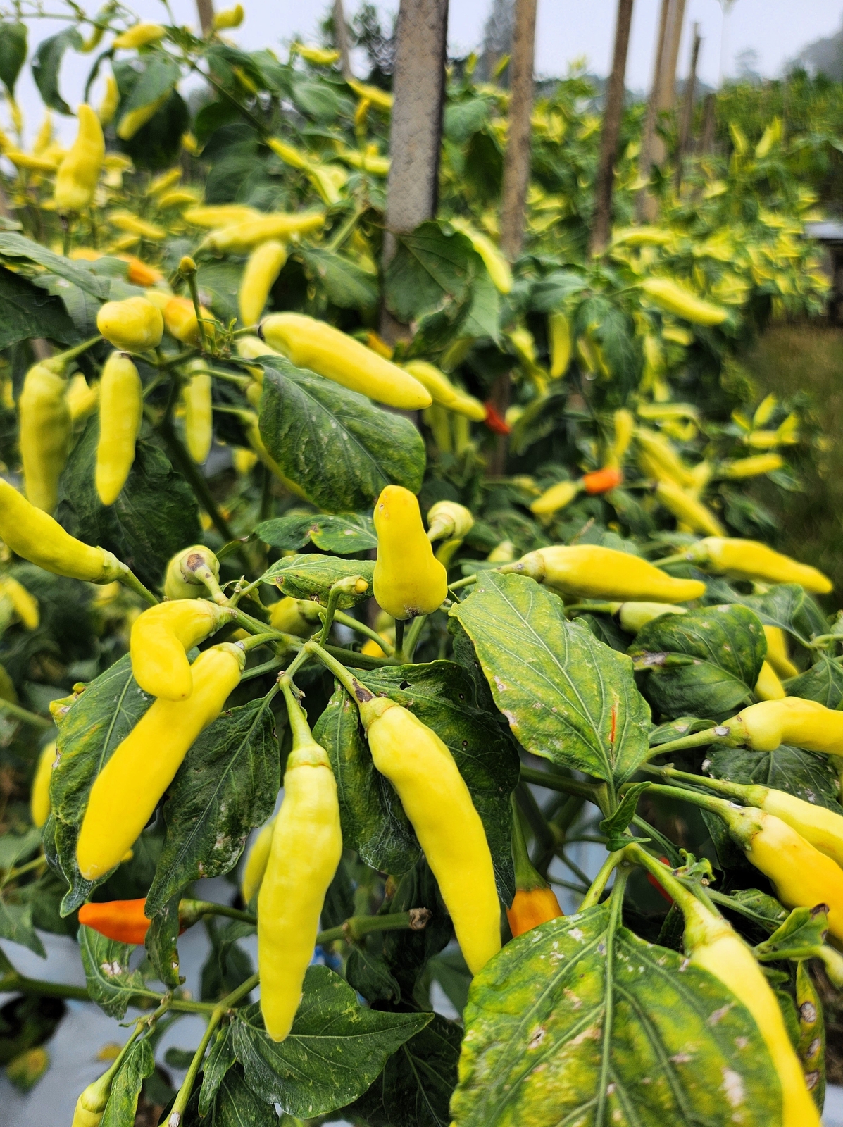 50 GOLDEN CAYENNE PEPPER Yellow Capsicum Annuum Vegetable Seeds