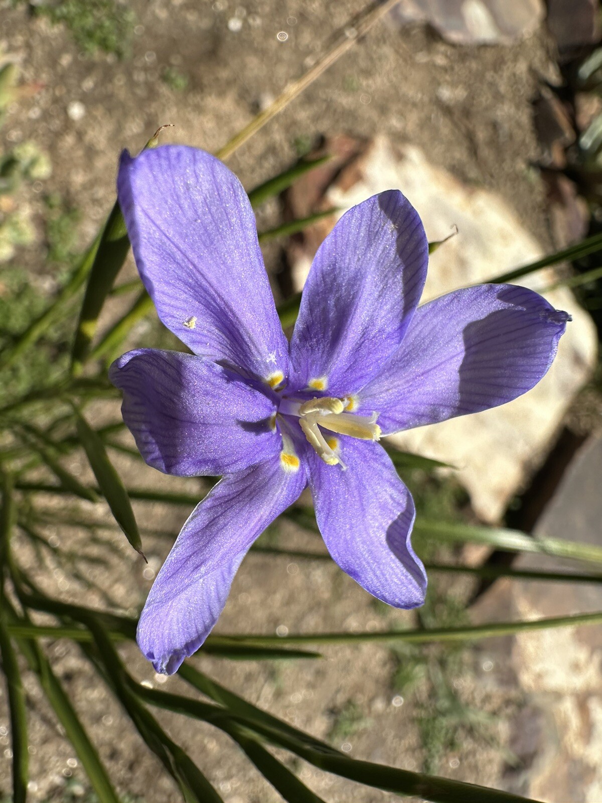 Moraea Polyanthos very rare 10 fresh 2024 harvested seeds Winter/spring Flowers