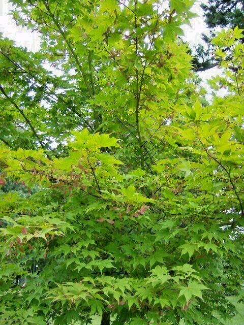 15 OSAKAZUKI JAPANESE MAPLE SEEEDS – Acer Palmatum ” Osakazuki “
