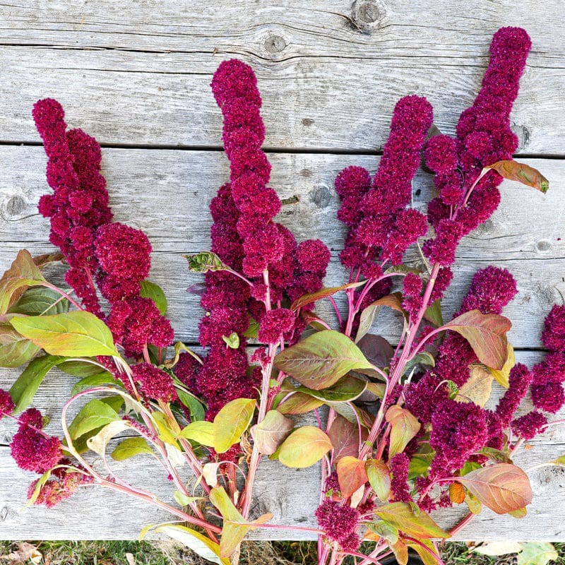 Live Plant Seeds, Amaranthus Seeds, Elephant Head Seeds